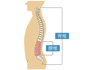 腰椎部位イメージ