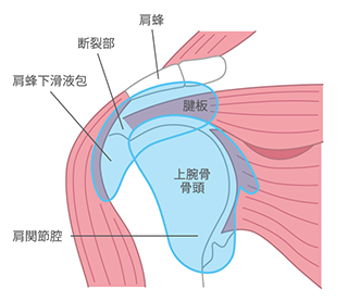 肩関節の構造イメージ