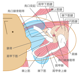 腱板を構成する筋イメージ