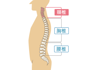 頚椎イメージ